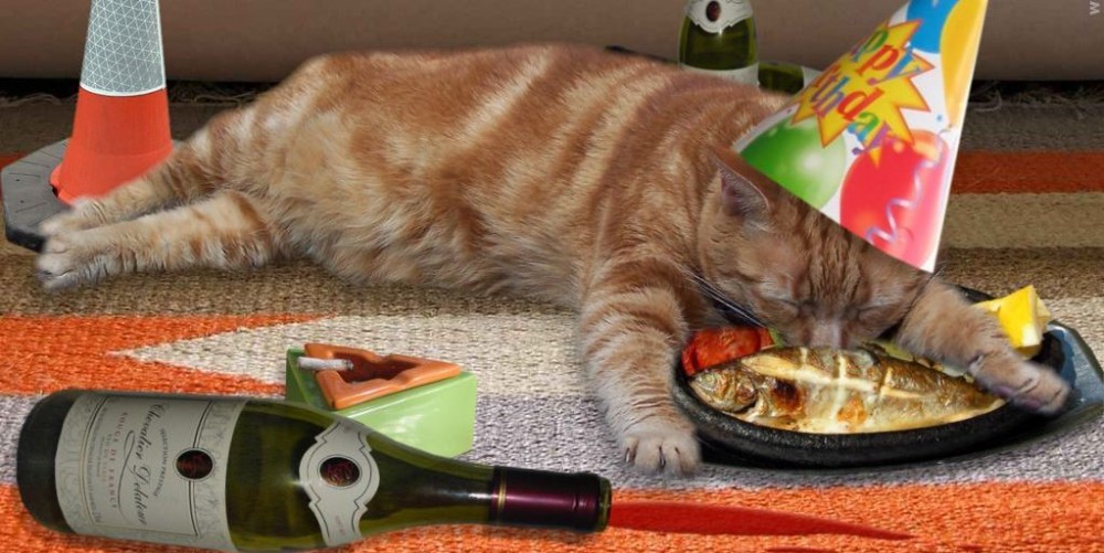 cat-with-party-hat